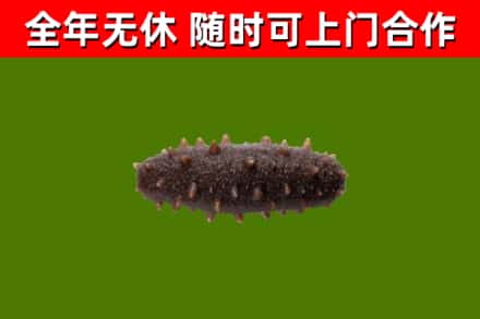 大方县回收海参干
